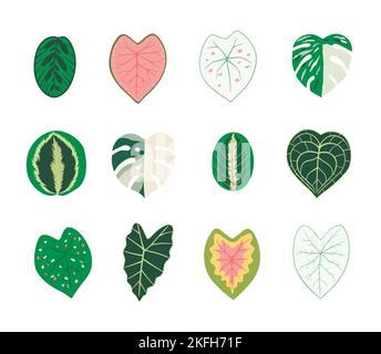 Ensemble de feuilles de plantes de maison. Plantes tropicales, fleurs exotiques. Illustration de Vecteur