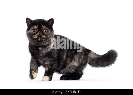 Mignon Tortie exotique Shorthair chat chaton, debout sur les côtés avec un paw joueur dans l'air. Regarder vers un appareil photo à tête ronde et yeux orange. JE Banque D'Images