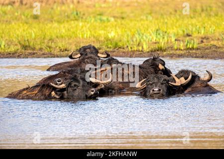 Buffle d'eau dans l'eau Banque D'Images