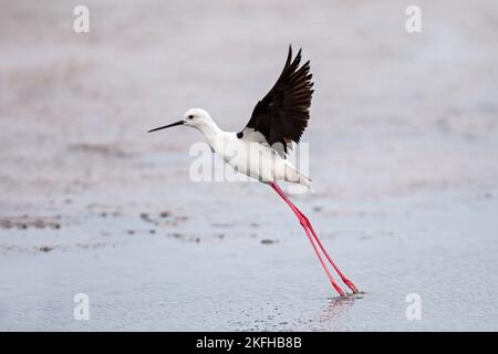 Black-winged stilt Banque D'Images
