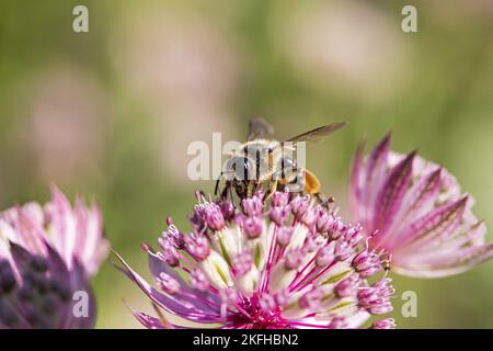 bee sable Banque D'Images