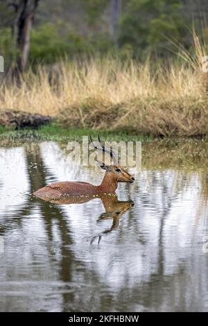 Antilope à talon noir baignant dans l'eau Banque D'Images