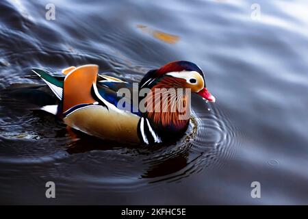 Un canard mandarin flotte sur un lac dans le parc Lazienkowski de Varsovie Banque D'Images