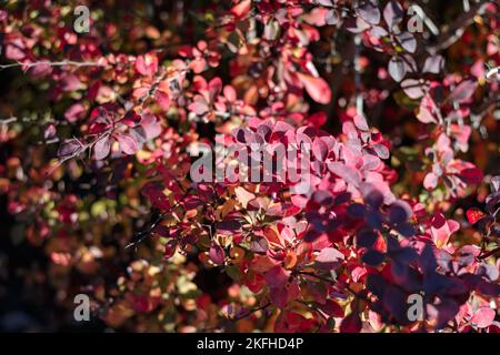 Bush de barberry à l'automne avec des feuilles rouge foncé. Grappes de buissons avec feuilles rouges-orange. Image d'arrière-plan. Berberis, communément appelé barberry. Banque D'Images