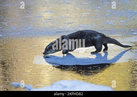 L’Otter européen à pied Banque D'Images