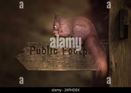 Magnifique, rare écureuil rouge, Sciurus vulgaris, sur un poteau de sentier dans les Yorkshire Dales Banque D'Images