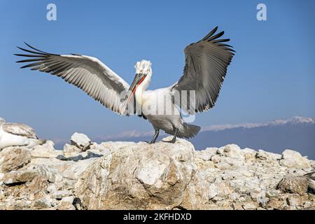 dalmatien debout Pelican Banque D'Images