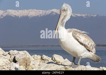 dalmatien debout Pelican Banque D'Images