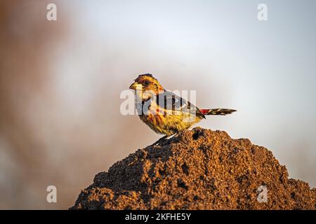 Assis Crested Barbet Banque D'Images