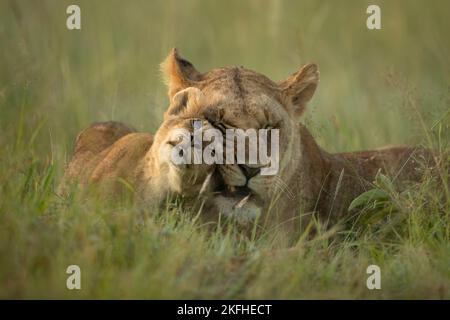 Accueil de lioness et de lion cub (Panthera leo) Banque D'Images