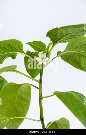 Culture de poivrons à partir de graines. Étape 9 - premières fleurs, fleurs Banque D'Images