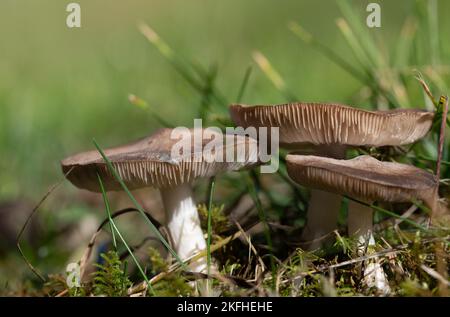 Gros plan d'un groupe de champignons brillants avec des lamelles poussant dans un pré et entre les mousses sous le soleil d'automne. L'arrière-plan est vert. Banque D'Images