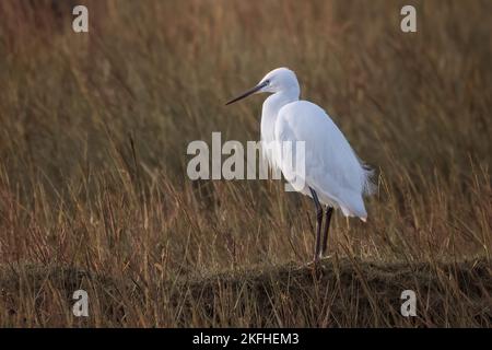 Le petit Egret se tenait sur les marais salants. Soleil du matin. Belles plumes blanches. Nom latin Egretta garzetta Banque D'Images