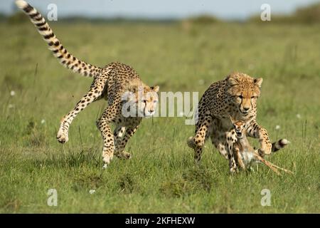 La mère de Cheetah (Acinonyx jubatus) enseigne à sa jeune comment attraper, descendre et traiter les proies Banque D'Images