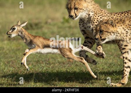 La mère de Cheetah (Acinonyx jubatus) enseigne à sa jeune comment attraper, descendre et traiter les proies Banque D'Images