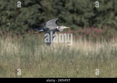 Héron gris survolant le marais. Feuillage vert en arrière-plan. Les ailes sont complètement étirables Banque D'Images