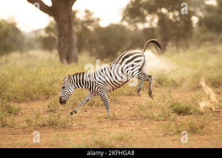 Zébra de Grant (Equus quagga boehmi), courant dans le parc national d'Amboseli Banque D'Images