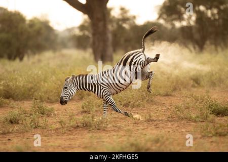 Zébra de Grant (Equus quagga boehmi), courant dans le parc national d'Amboseli Banque D'Images