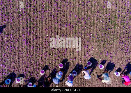 Les agriculteurs cueillez les fleurs de crocus en fleurs dans le champ de la région de Kozani, dans le nord de la Grèce Banque D'Images