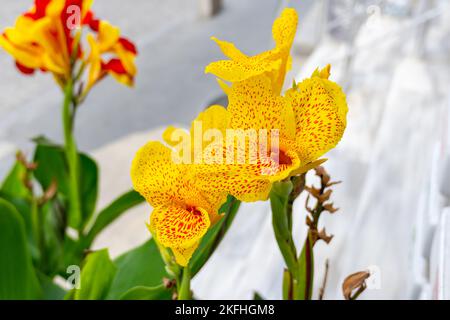 Un gros plan de nénuphars de canna jaune aux taches rouges dans un jardin Banque D'Images