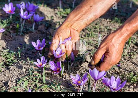 Ouvrier moissonnant du crocus dans un champ de safran à l'automne, gros plan sur les mains. Kozani dans le nord de la Grèce Banque D'Images