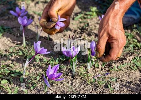 Ouvrier moissonnant du crocus dans un champ de safran à l'automne, gros plan sur les mains. Kozani dans le nord de la Grèce Banque D'Images