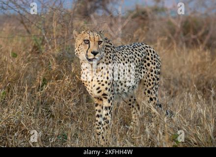 Un guépard se déplaçant dans le Bush en Afrique du Sud Banque D'Images