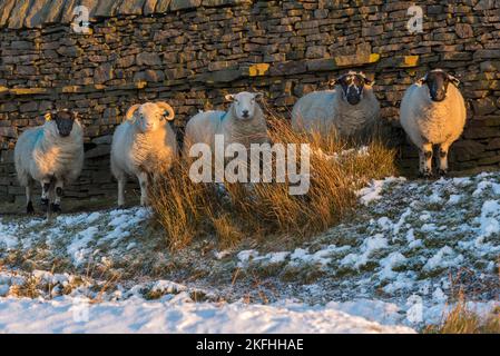 Cinq moutons debout dans un champ de neige froide près du mur de pierre, tous regardant la caméra. Lumière du soleil d'hiver sur le gel tôt le matin. Banque D'Images