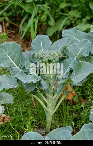 Un gros plan de brocoli vent bleu plante avec des feuilles vertes dans le jardin Banque D'Images