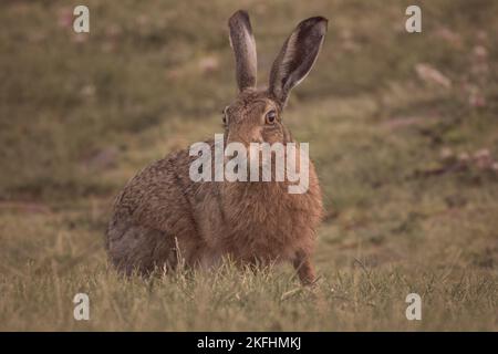 Le lièvre brun s'est assis dans la longue herbe en regardant vers l'appareil photo. Nom latin Lepus Banque D'Images