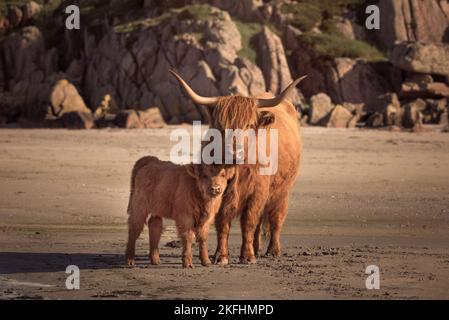 Bétail des Highlands sur la plage sur l'île de Mull. Veau et adulte regardant la caméra avec des rochers en arrière-plan. Banque D'Images