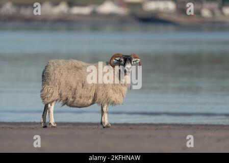 Moutons se tenant sur la plage à côté du port de ferry de Mull en Écosse. Regarder la caméra avec la mer en arrière-plan. Banque D'Images