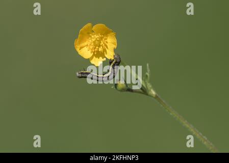 Caterpillar sur une coupe de beurre mangeant la fleur. fond vert flou avec tige de fleur. Banque D'Images