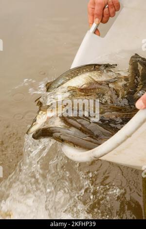 pisciculture Banque D'Images