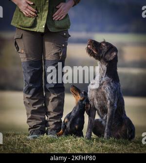 2 chiens Banque D'Images