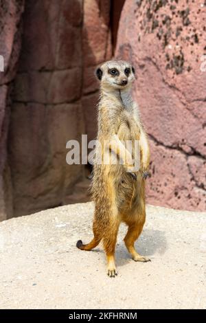 Une photo verticale d'un meerkat (Suricata suricata) à la recherche de quelque chose Banque D'Images