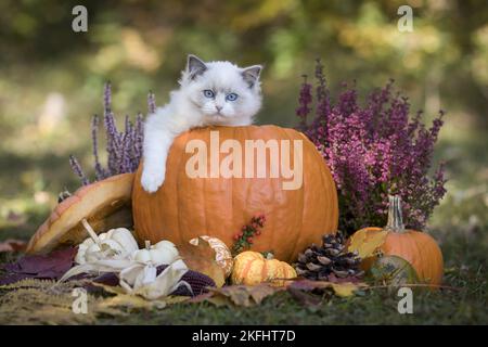 Ragdoll chaton dans la citrouille Banque D'Images