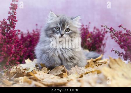Portrait de chaton Longhair allemande Banque D'Images