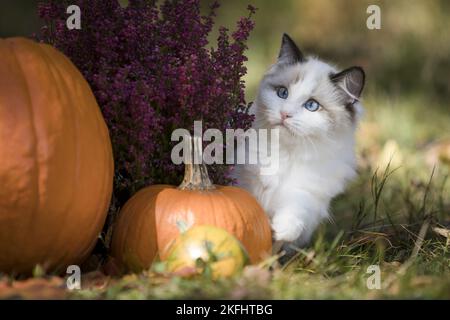 Ragdoll chaton dans la citrouille Banque D'Images