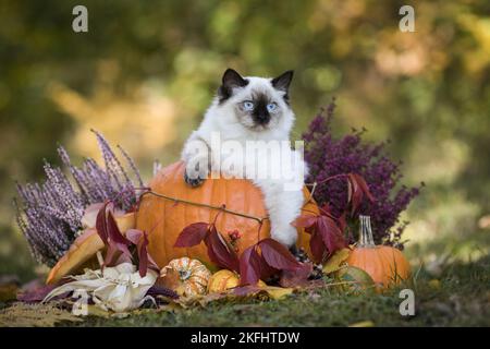 Ragdoll chaton dans la citrouille Banque D'Images