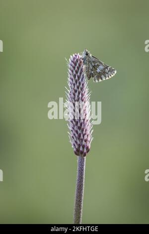 Capitaine grizzled assis Banque D'Images