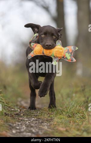L'exécution de Labrador Retriever chiot Banque D'Images