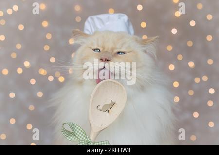 Ragdoll tomcat Banque D'Images