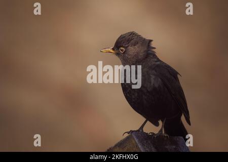 Vue rapprochée d'un blackbird avec des plumes de tête soufflées perchées sur un toit en bois. Magnifique arrière-plan aux couleurs pâles. Nom latin Turdus merula Banque D'Images