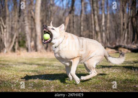 Un chien de race mixte Berger allemand x Husky qui attrape une balle Banque D'Images