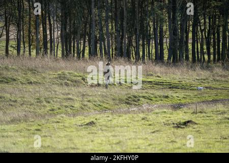 Femme professionnelle chien marcheur avec différentes races de chiens dans la campagne d'hiver, Wilts Royaume-Uni Banque D'Images