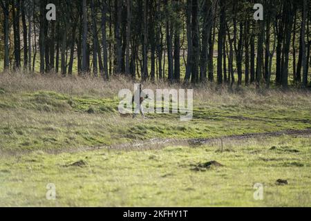 Femme professionnelle chien marcheur avec différentes races de chiens dans la campagne d'hiver, Wilts Royaume-Uni Banque D'Images