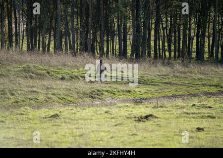 Femme professionnelle chien marcheur avec différentes races de chiens dans la campagne d'hiver, Wilts Royaume-Uni Banque D'Images