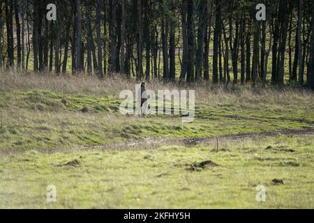 Femme professionnelle chien marcheur avec différentes races de chiens dans la campagne d'hiver, Wilts Royaume-Uni Banque D'Images