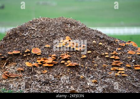 Une grande troupe de champignons polypores (Meripilus giganteus) poussant sur un tas de fumier Banque D'Images